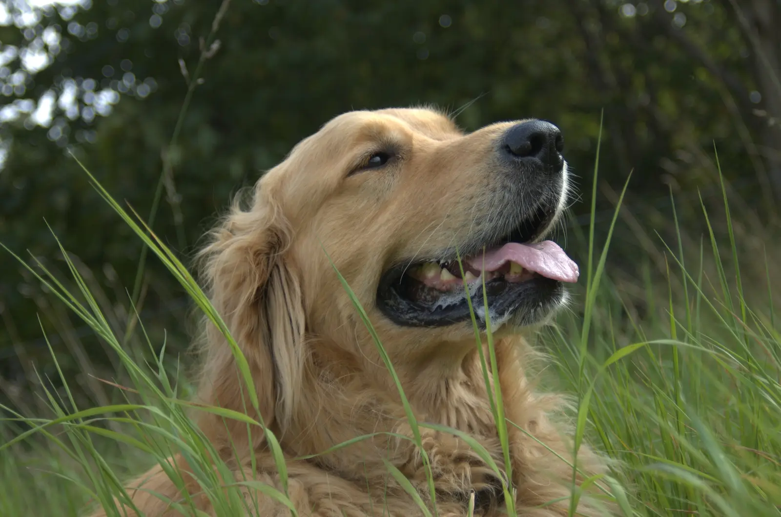 A happy golden retriever resting in a sunlit grass field